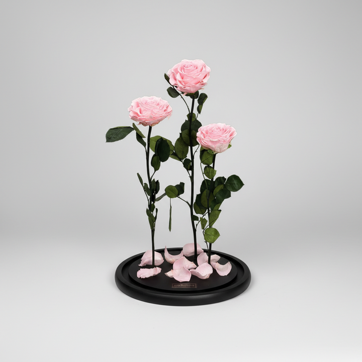 Pink roses on a black circular base against a gray background