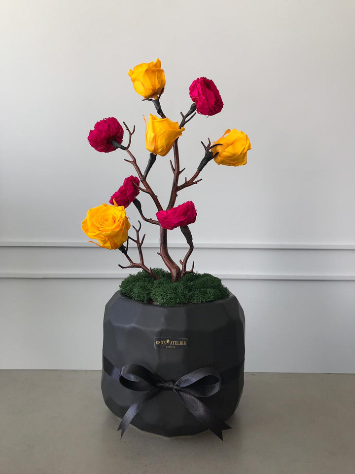 Célia - Esor Atelier