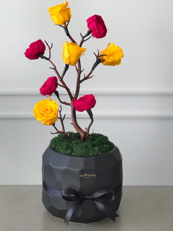 Célia - Esor Atelier